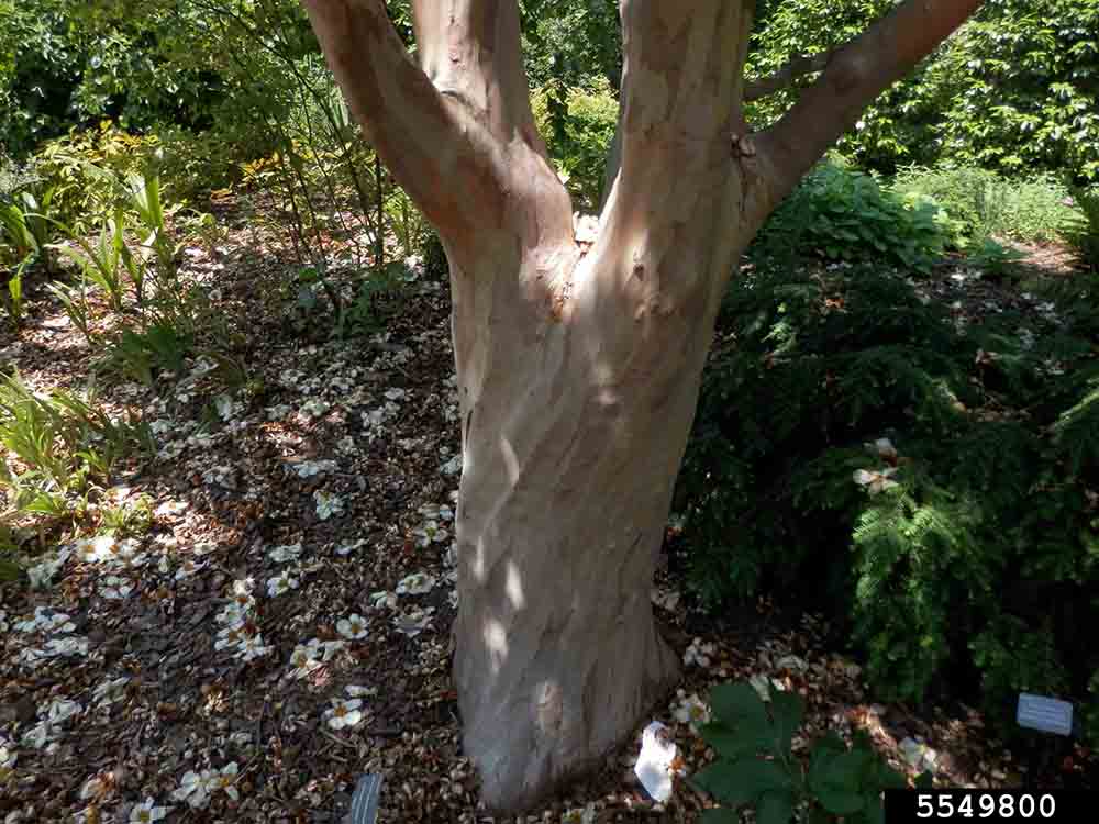 Japanese stewartia bark on trunk