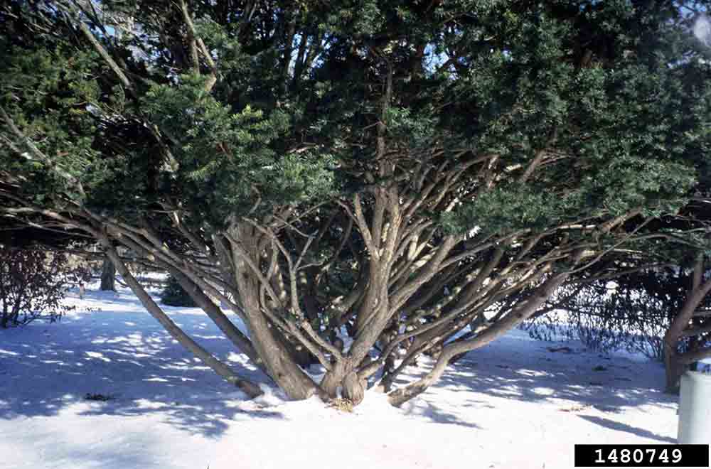 Japanese yew trunks