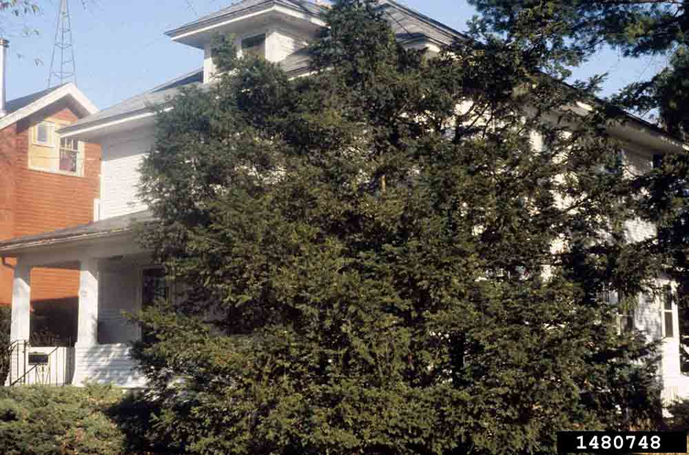 japanese yew tree