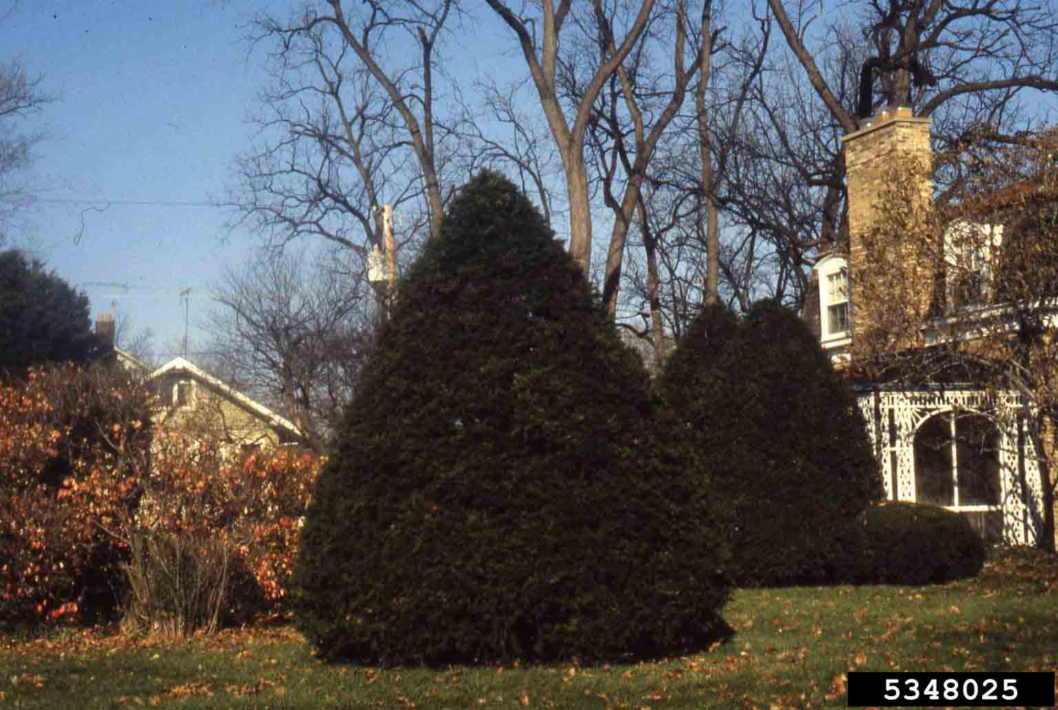 Japanese yews