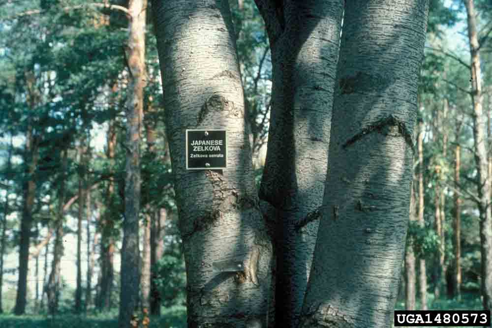 Japanese zelkova bark on trunk