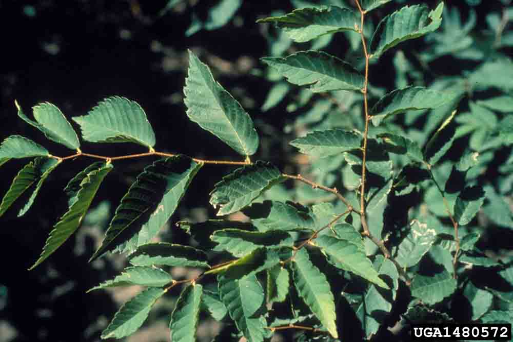 Japanese zelkova leaves, showing alternate arrangement and sharp teeth on the margins
