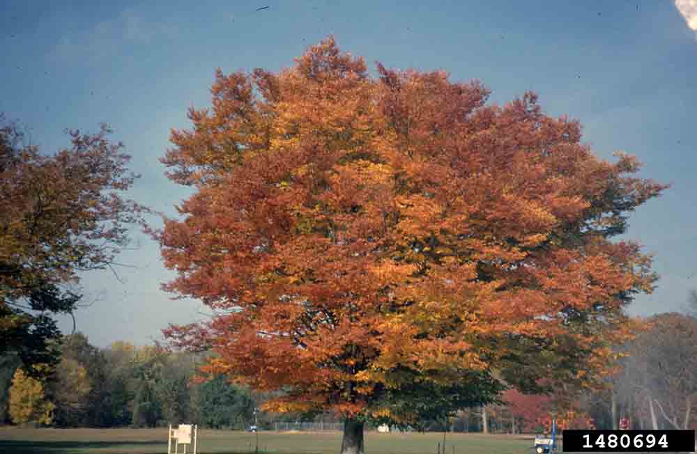 Japanese zelkova tree, fall