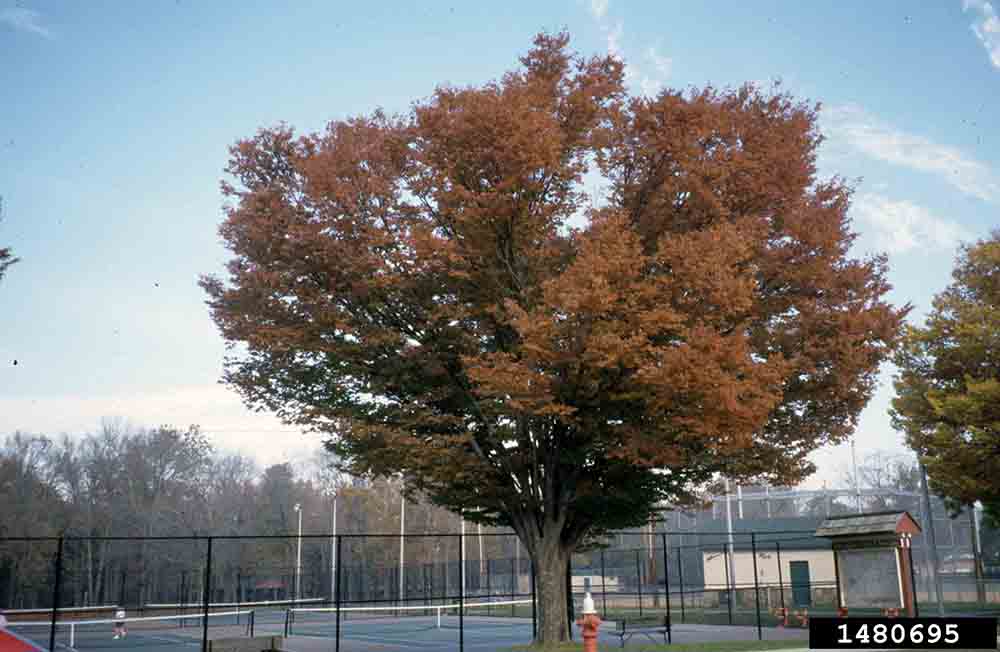 Japanese zelkova tree, fall
