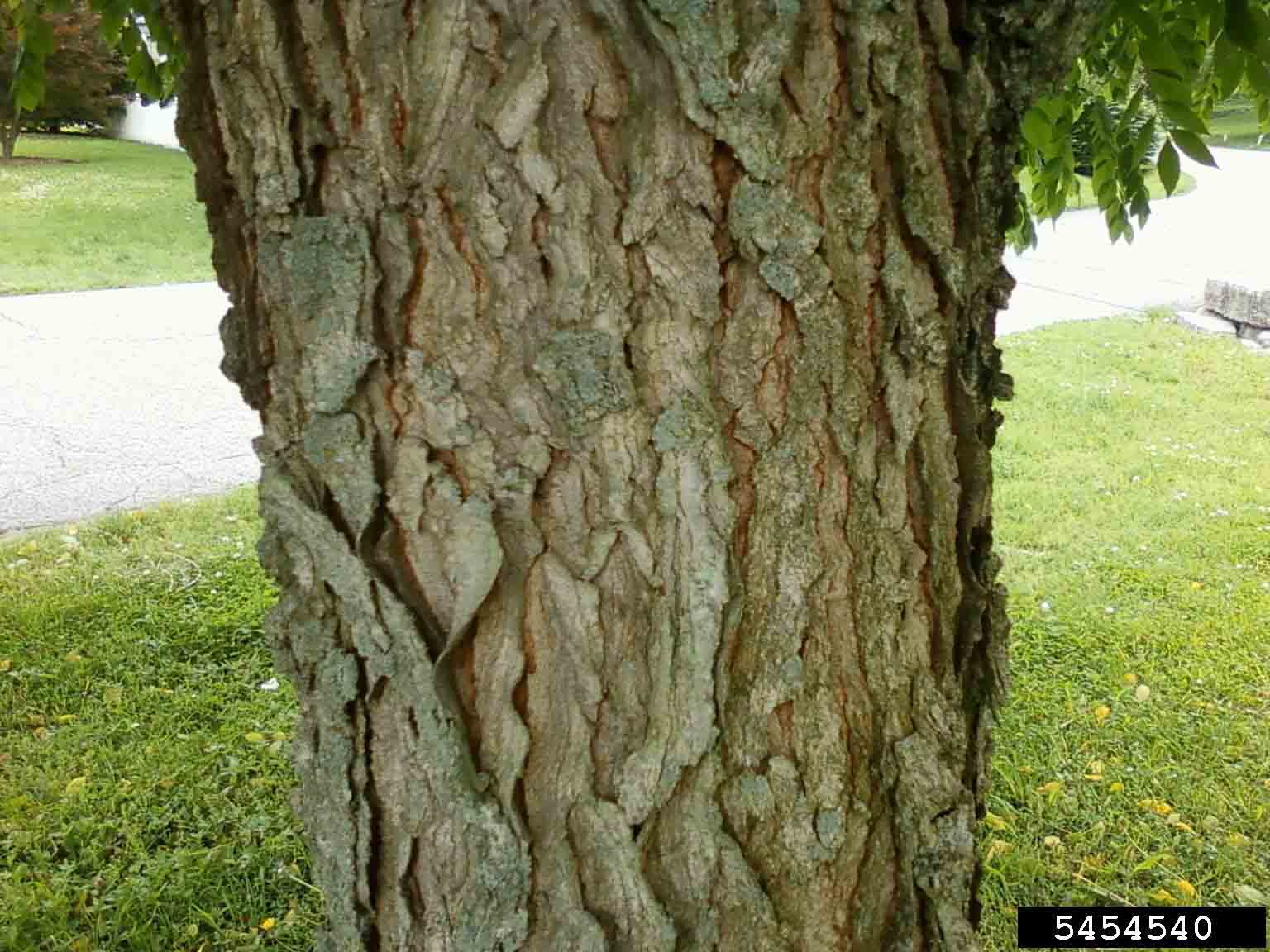 Kentucky Coffee-Tree bark