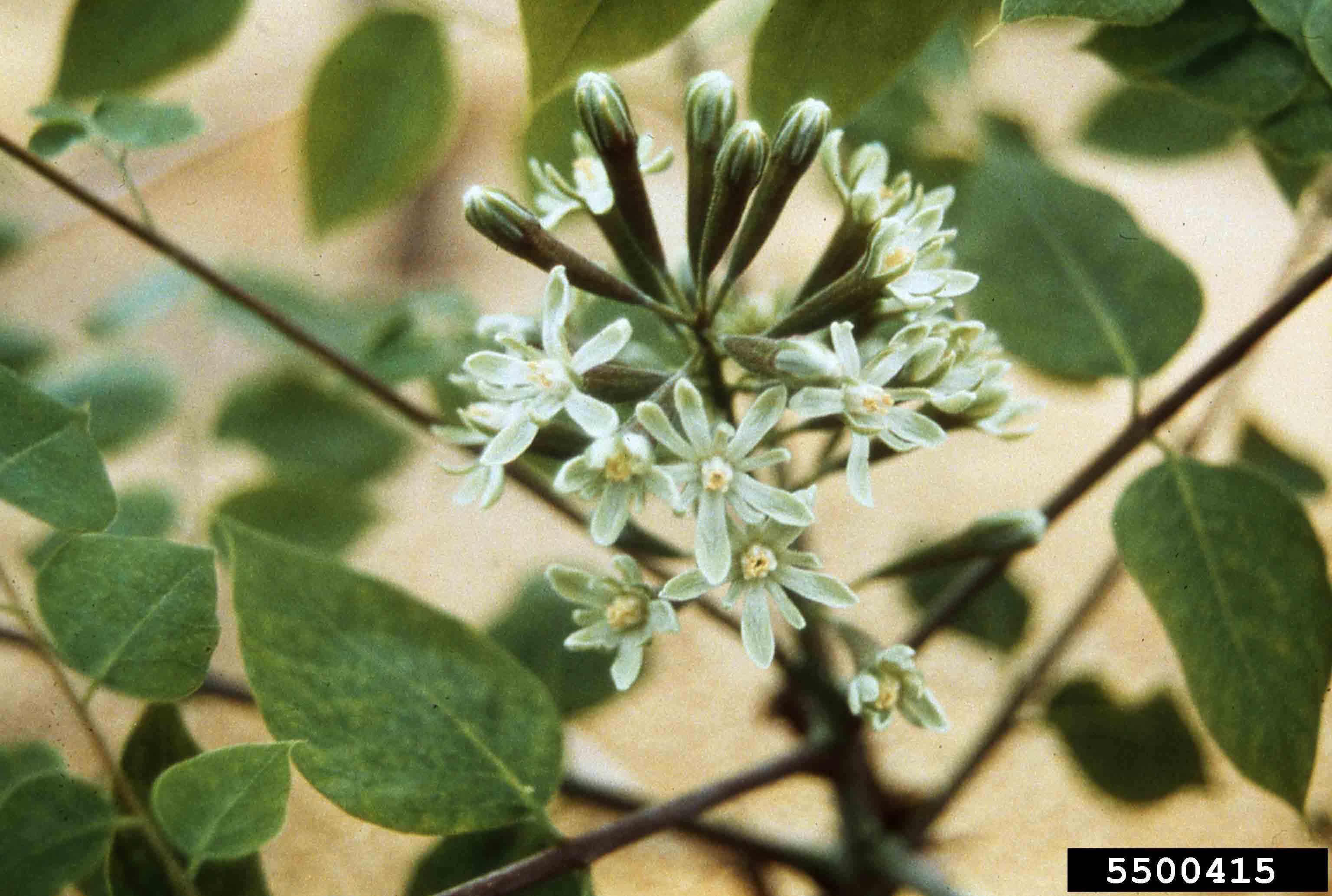 Kentucky Coffee-Tree flower