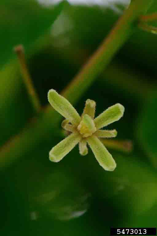 Kentucky Coffee-Tree flower