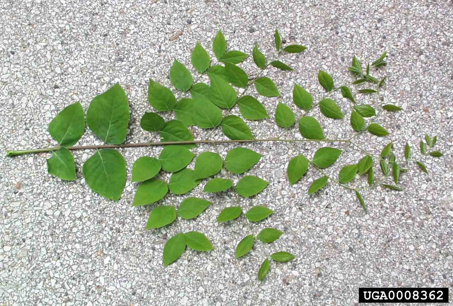Kentucky Coffee-Tree leaf, bipinnately compound and up to 3' long