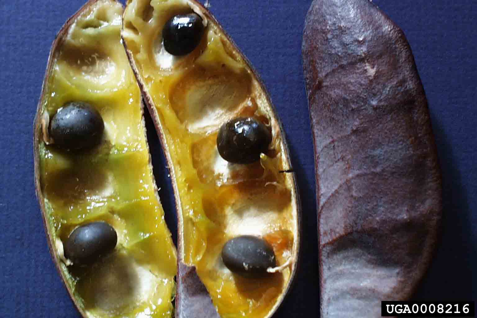 Kentucky Coffee-Tree fruit