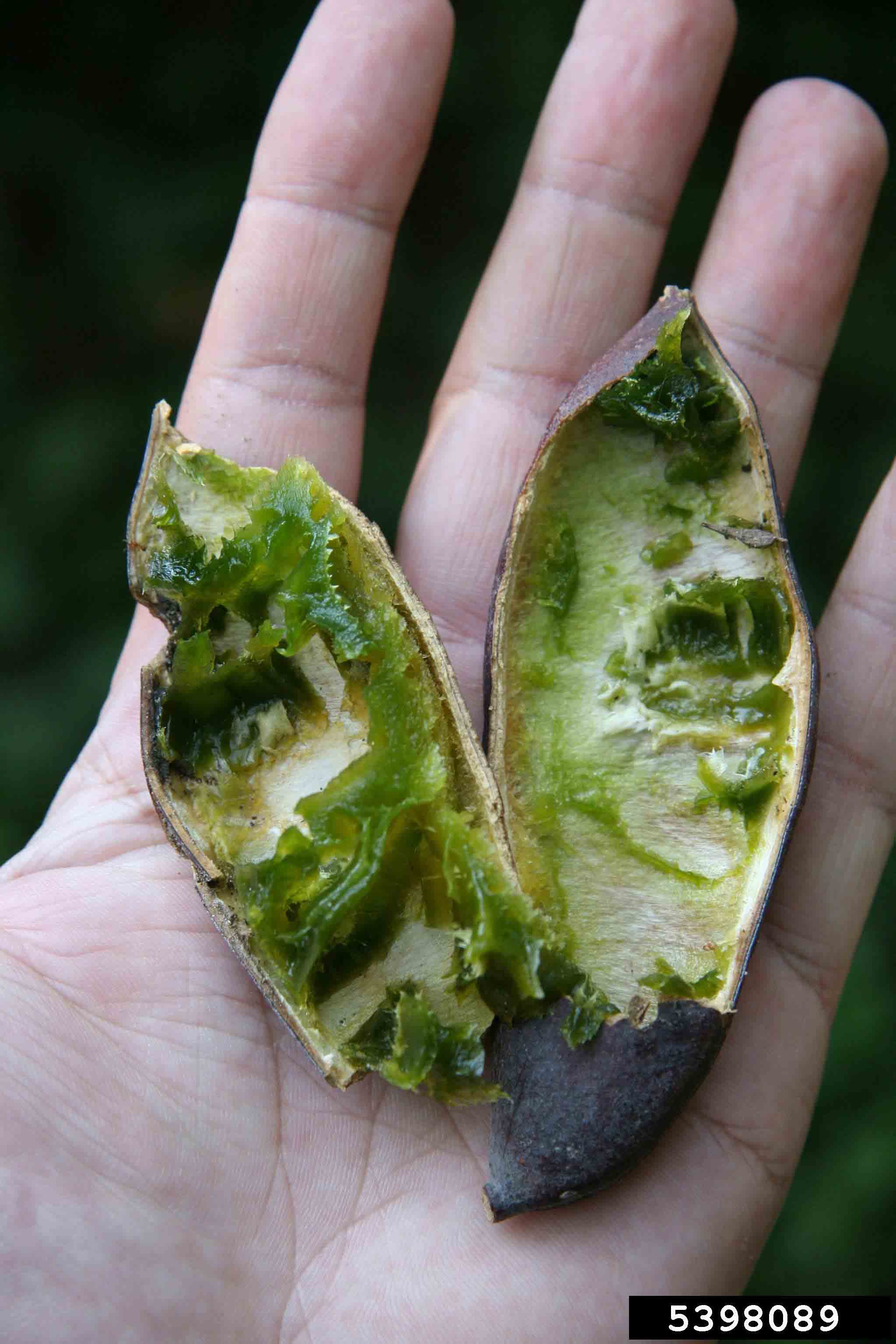 Kentucky Coffee-Tree fruit