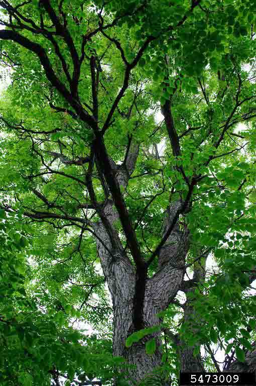 Kentucky Coffee-Tree tree
