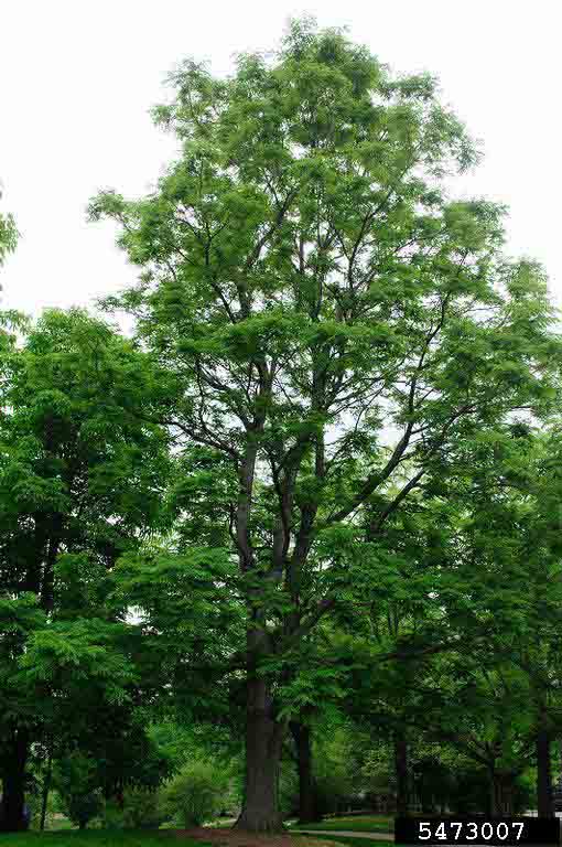 Kentucky Coffee-Tree tree