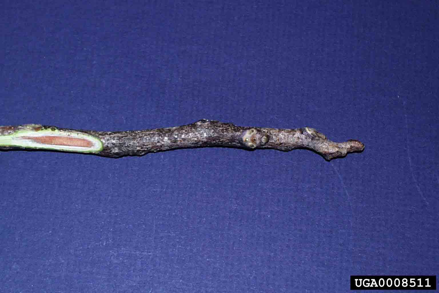 Kentucky Coffee-Tree twig