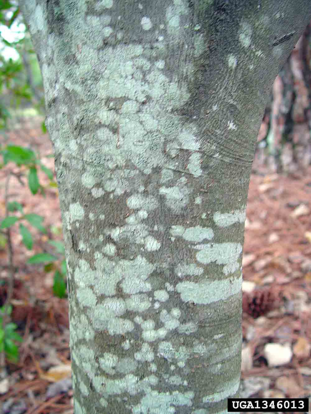 Yellowwood bark