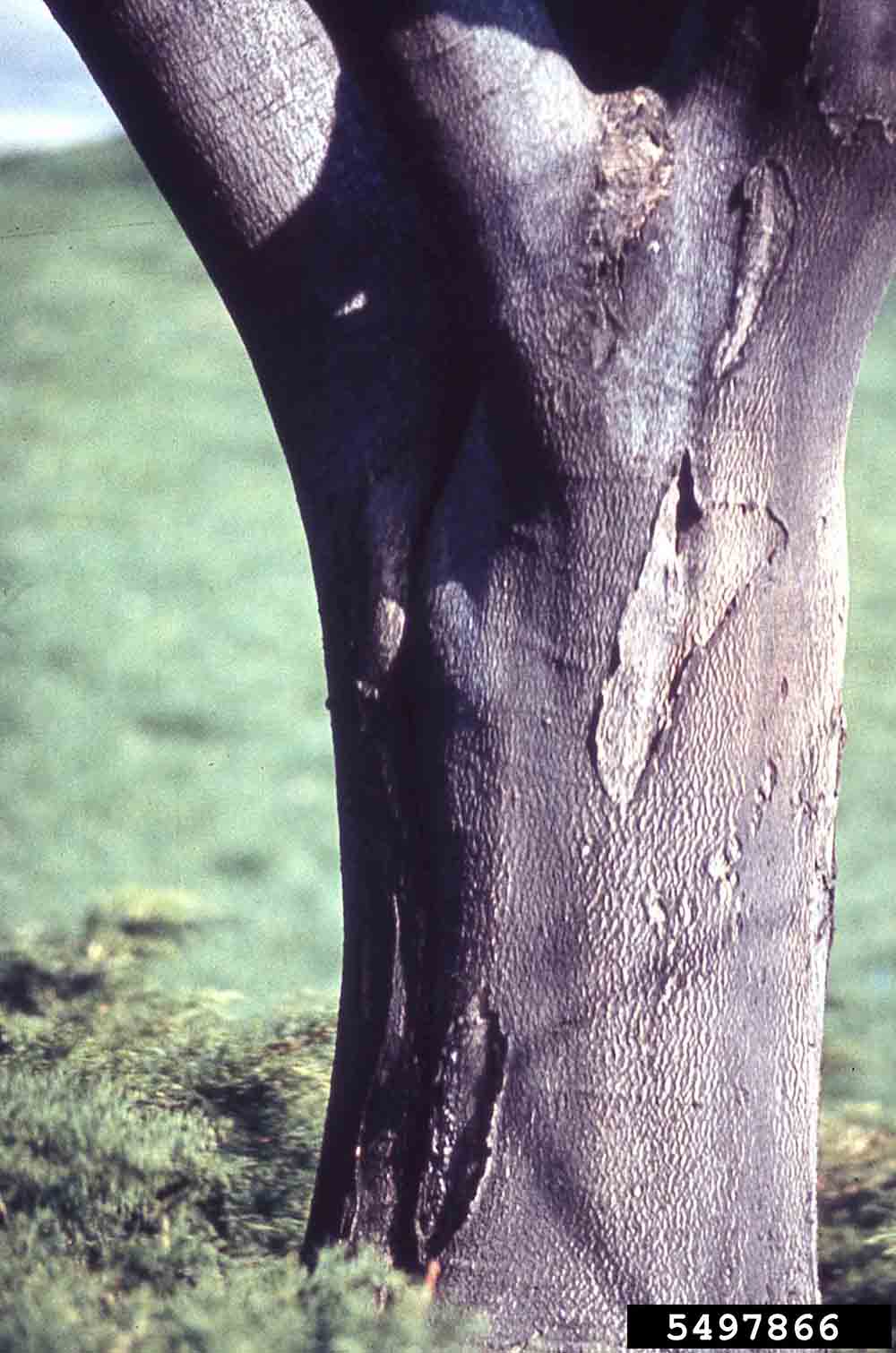 Yellowwood bark