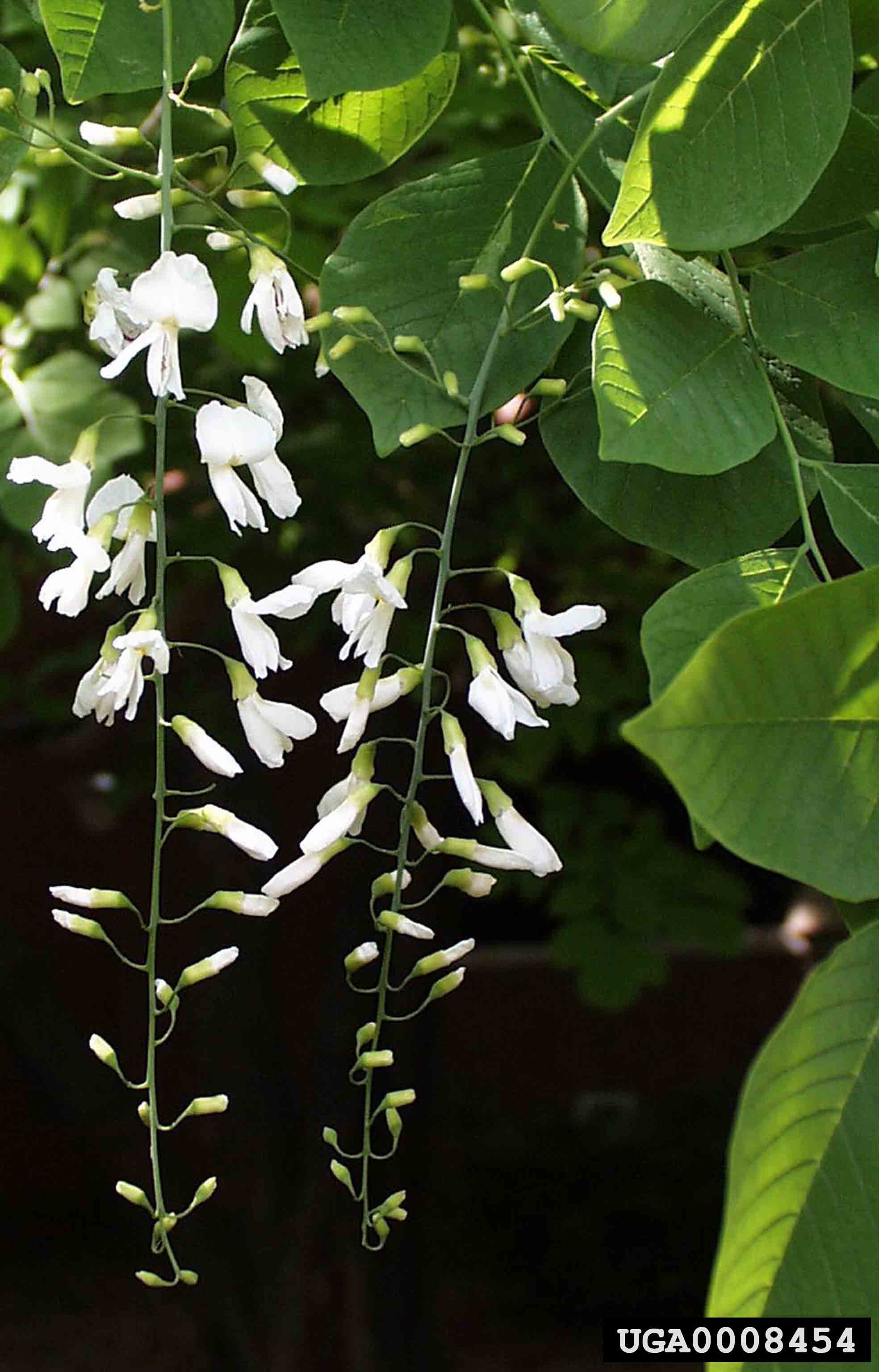 Yellowwood flower