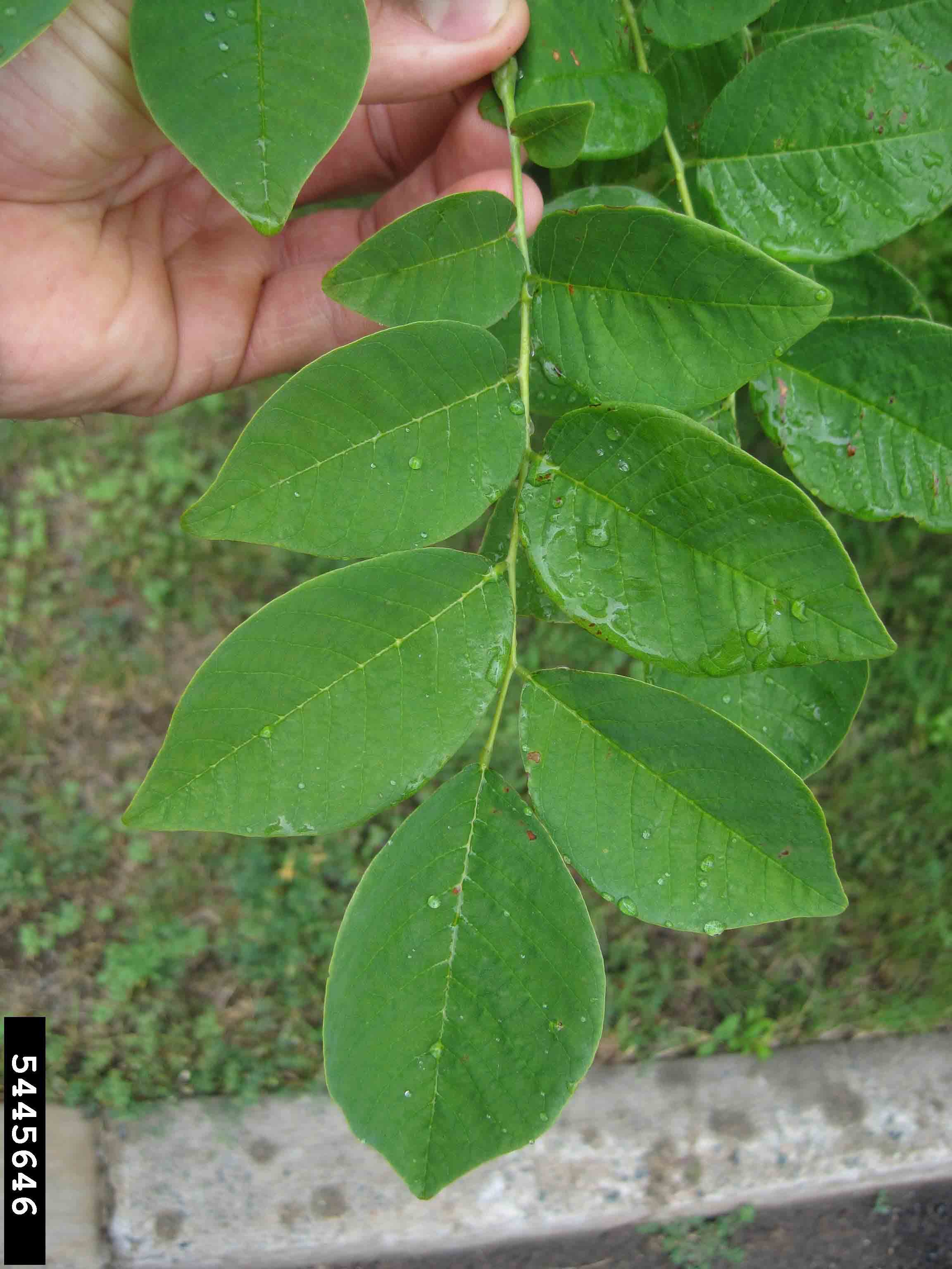 Yellowwood leaf, pinnately compound and 8"-12" long with 7-11 leaflets with smooth margins