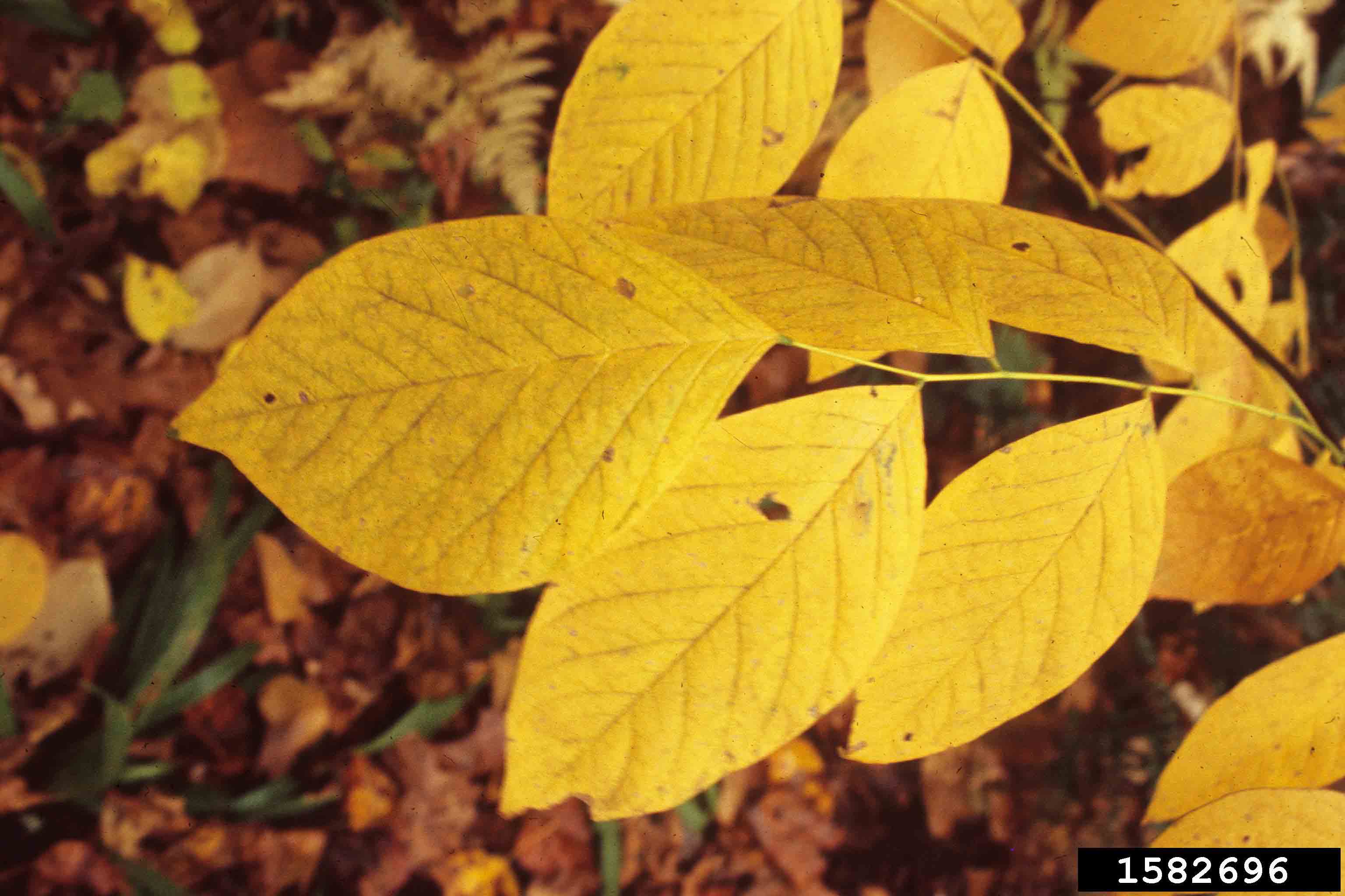 Yellowwood foliage