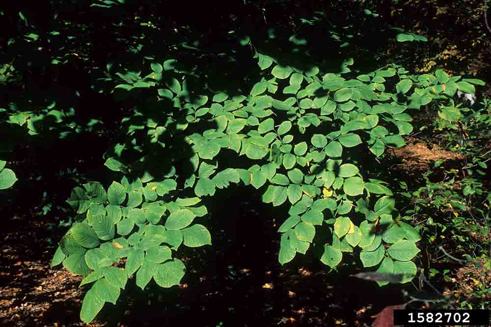 Yellowwood foliage