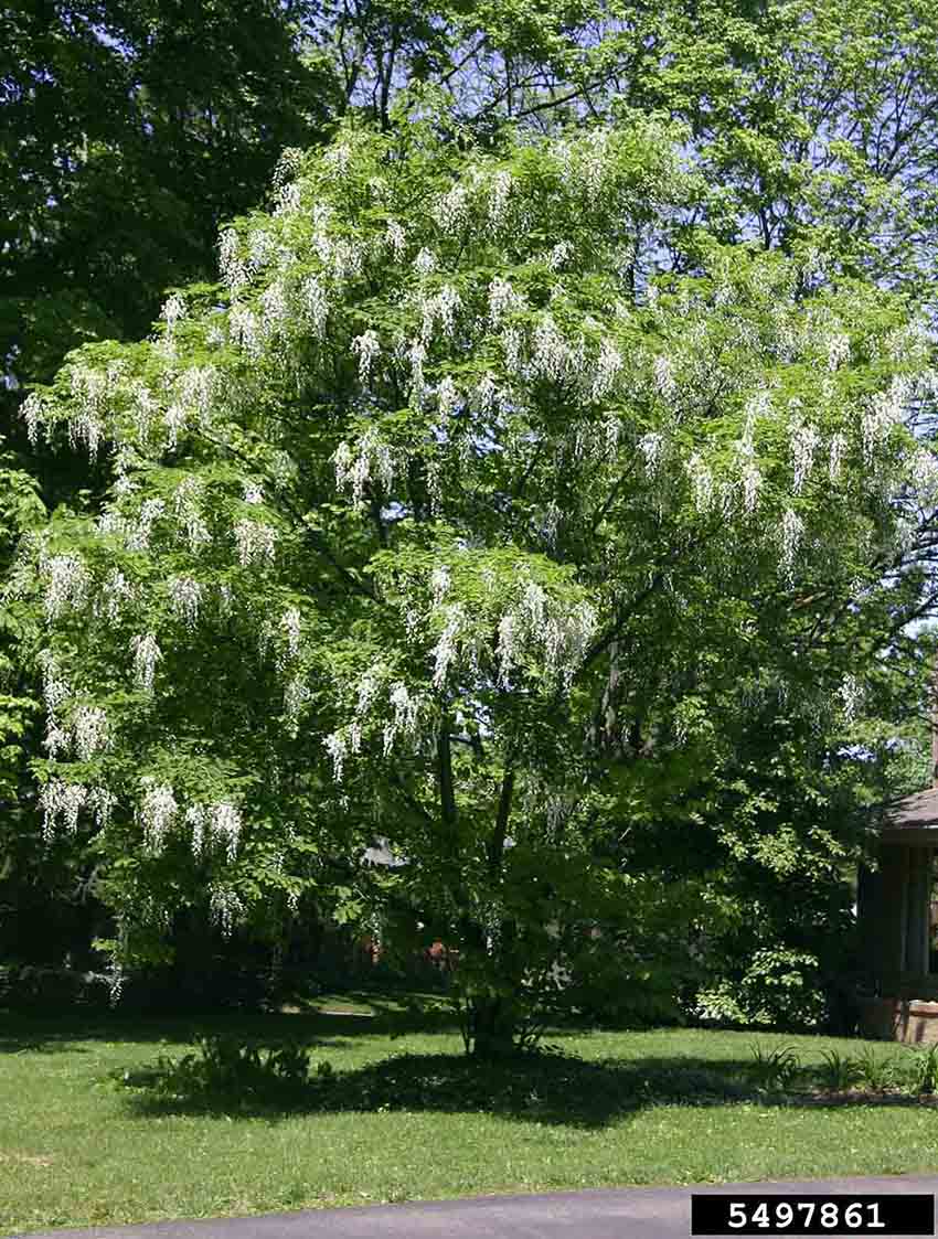 Yellowwood tree