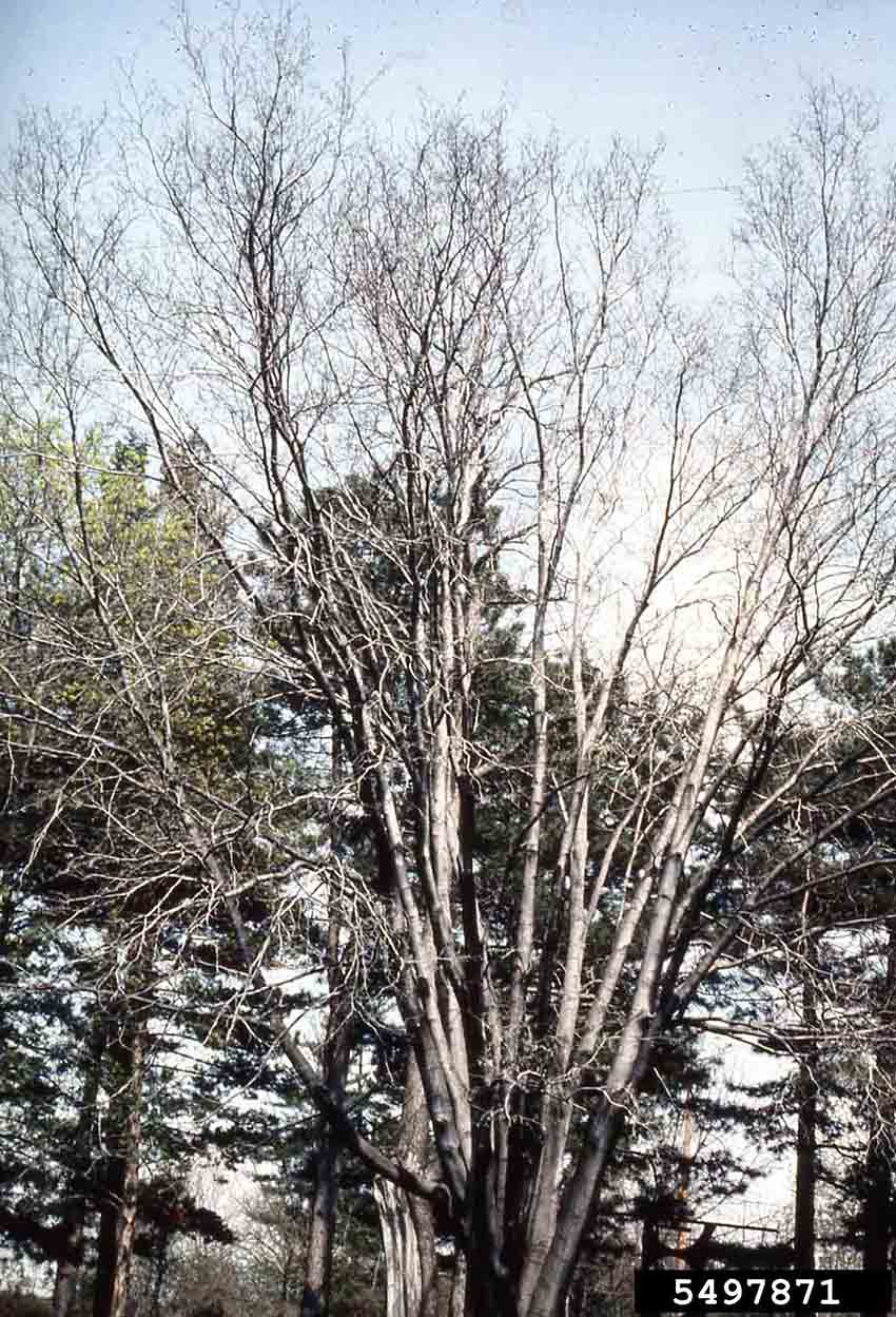 Yellowwood tree