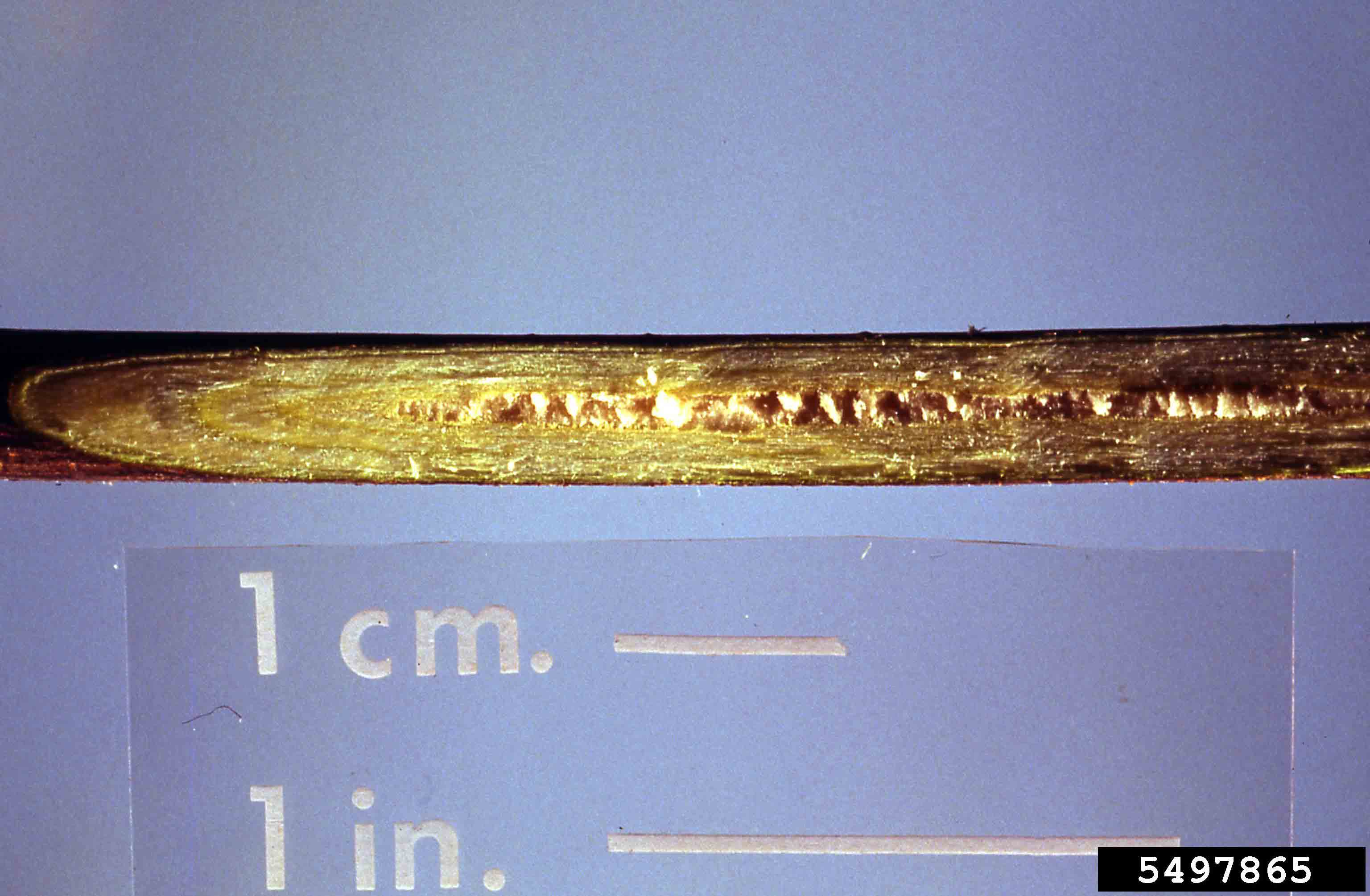 Yellowwood twig