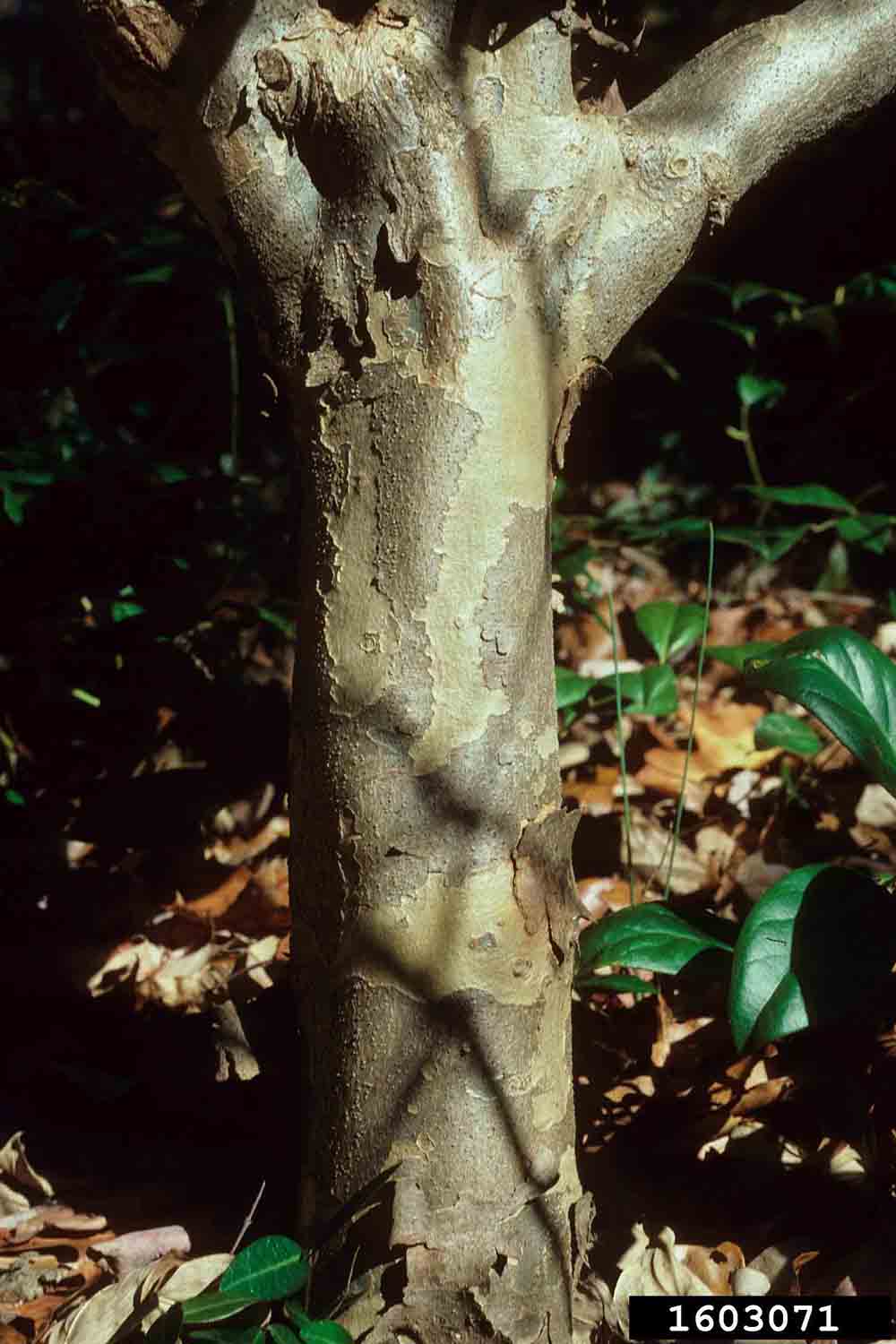 Kousa dogwood bark on trunk