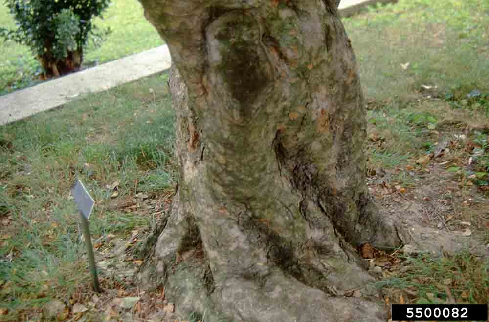 Kousa dogwood bark on trunk