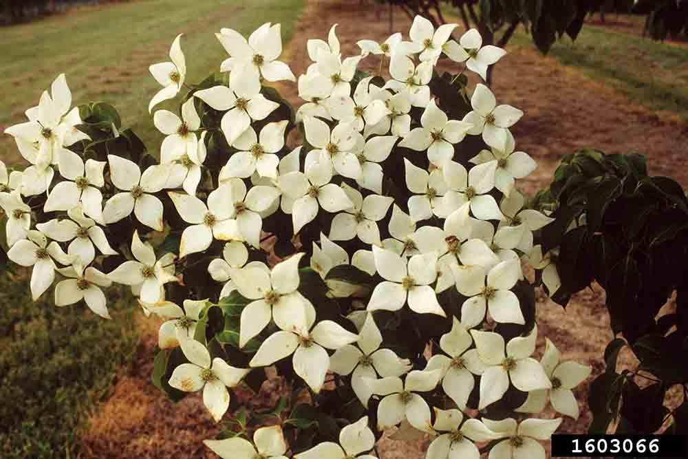 Kousa dogwood flowers