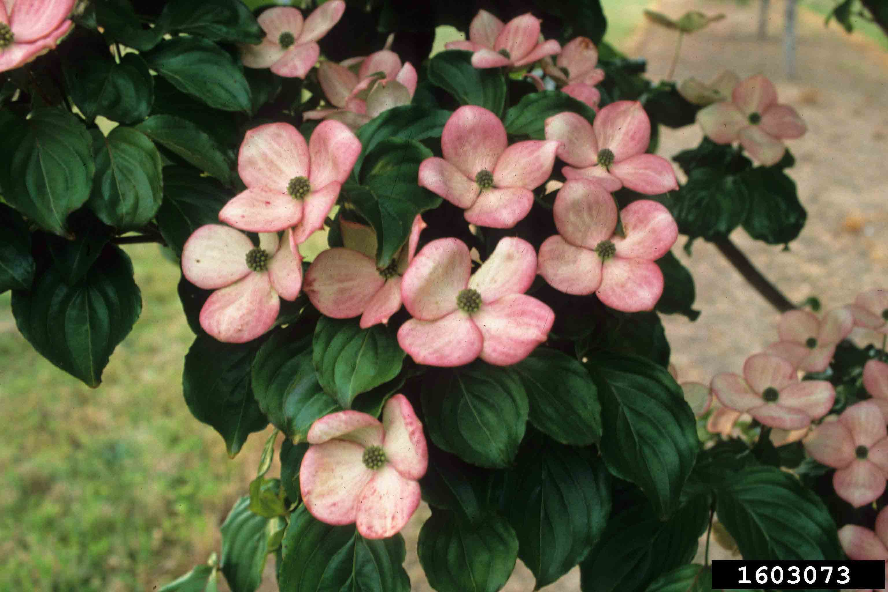 Kousa dogwood flowers