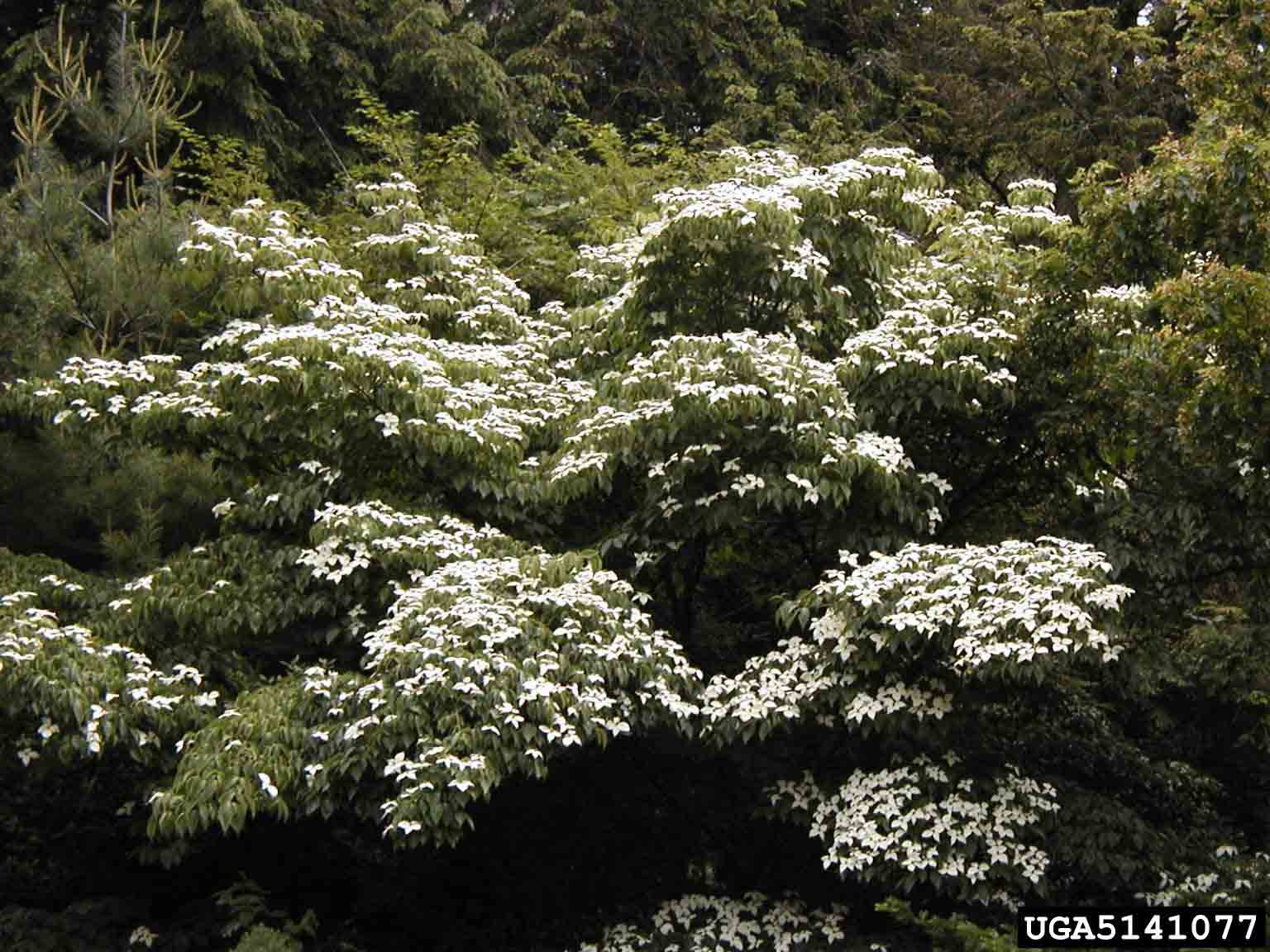 Kousa dogwood tree in bloom
