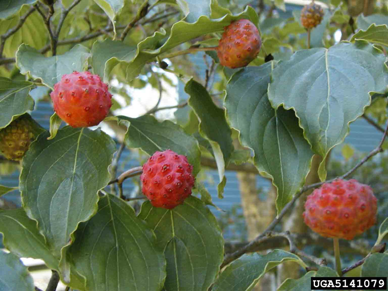 Kousa dogwood fruit