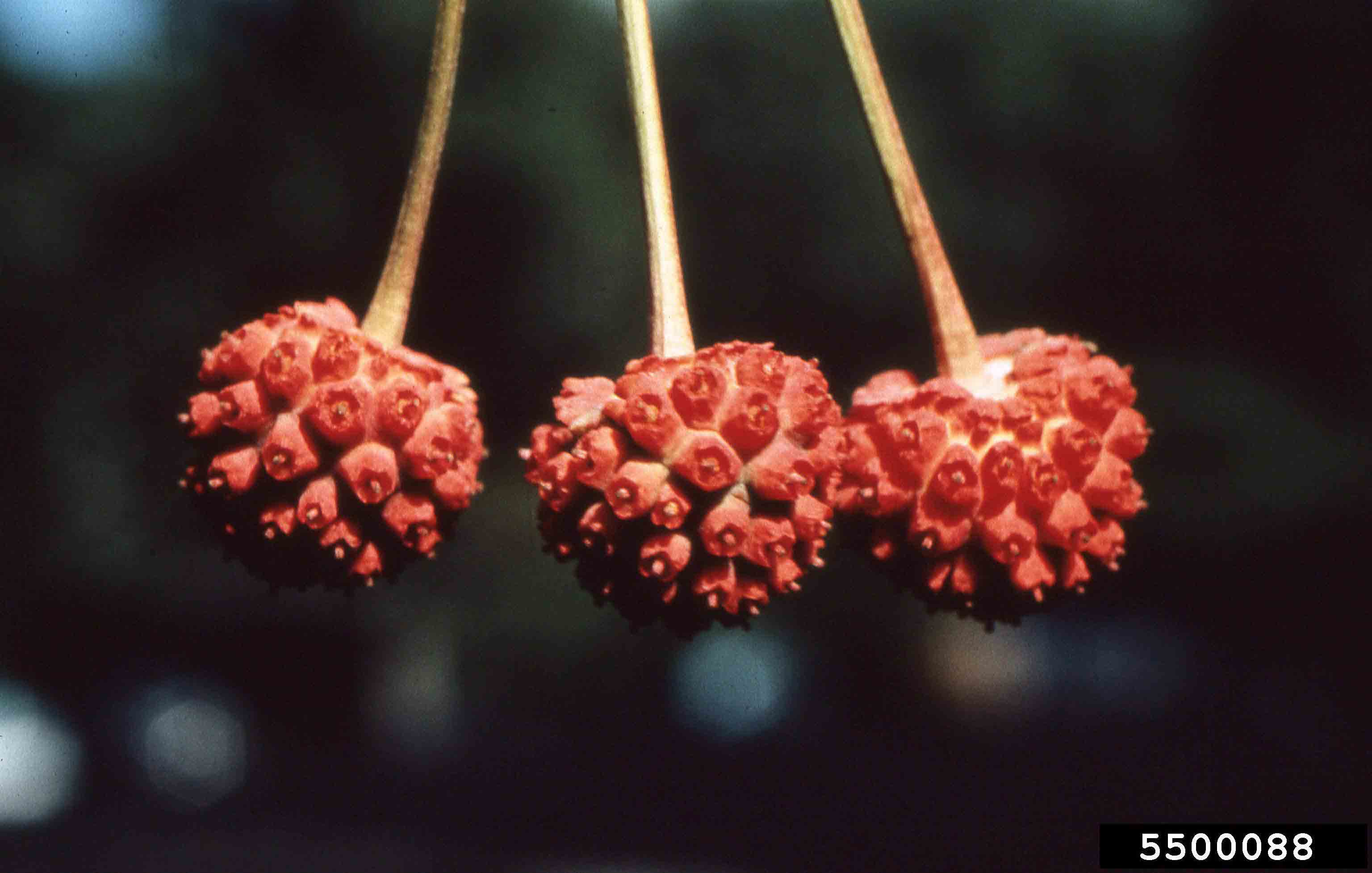 Kousa dogwood fruit