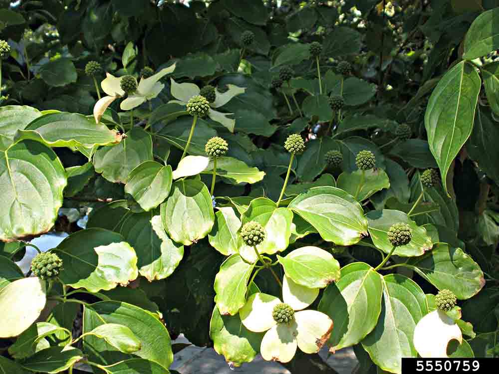 Kousa dogwood leaves and immature fruit