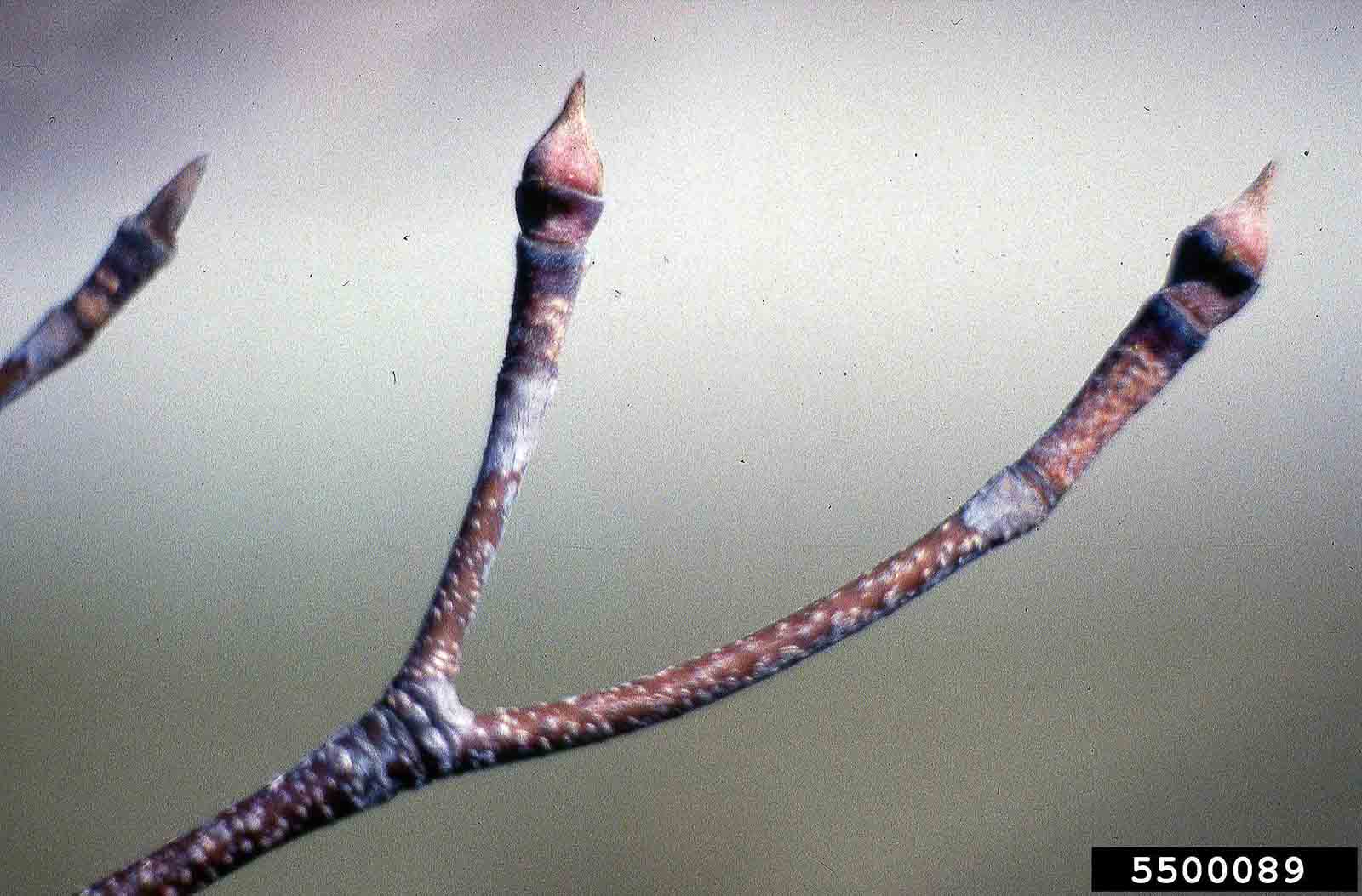 Kousa dogwood twig with buds