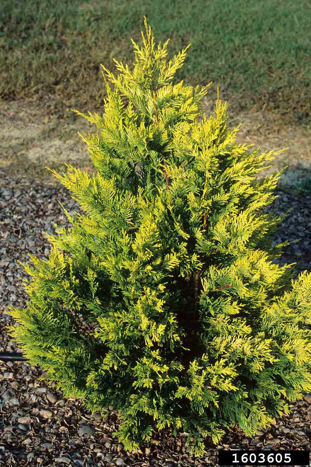 Leyland cypress tree