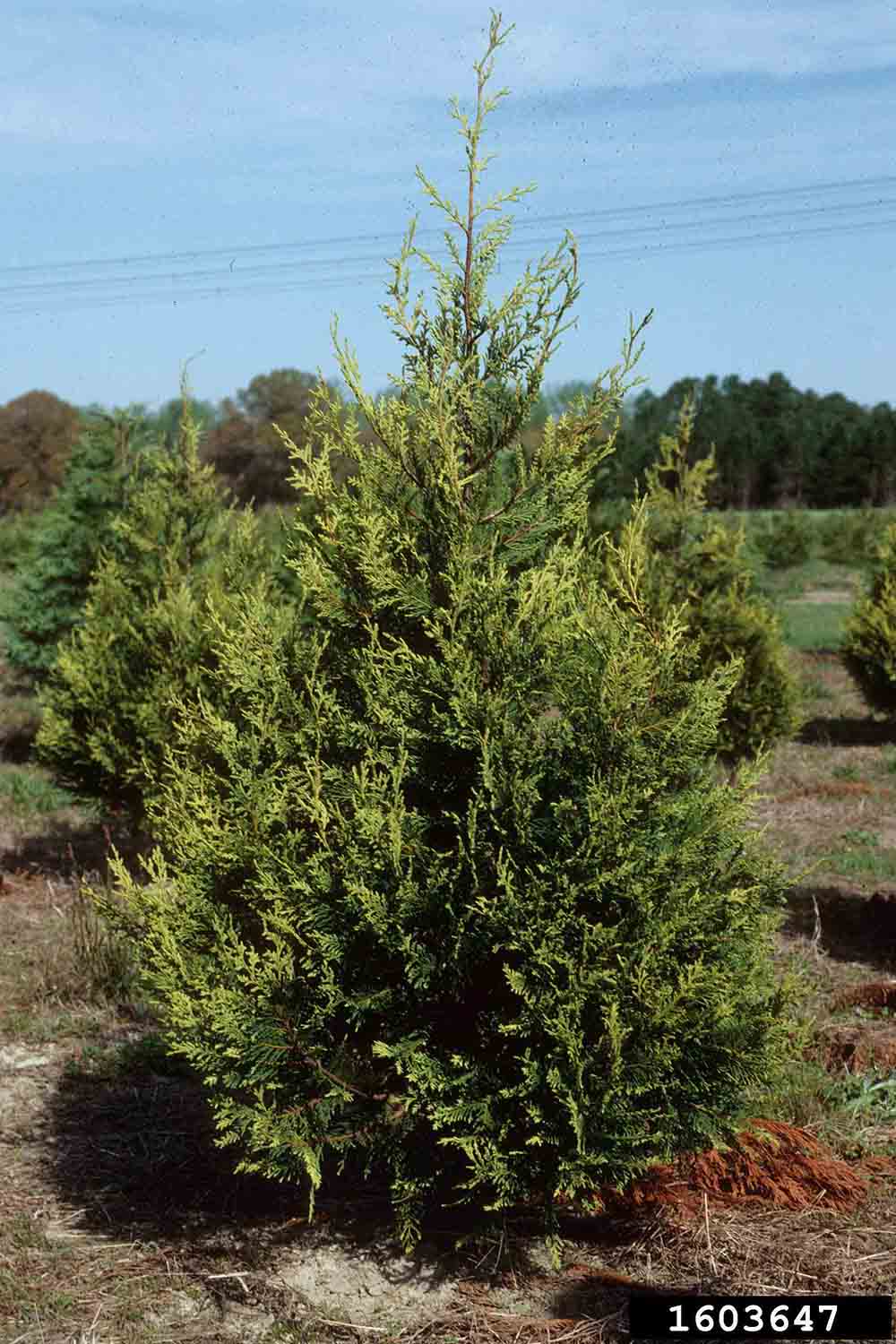 Leyland cypress tree