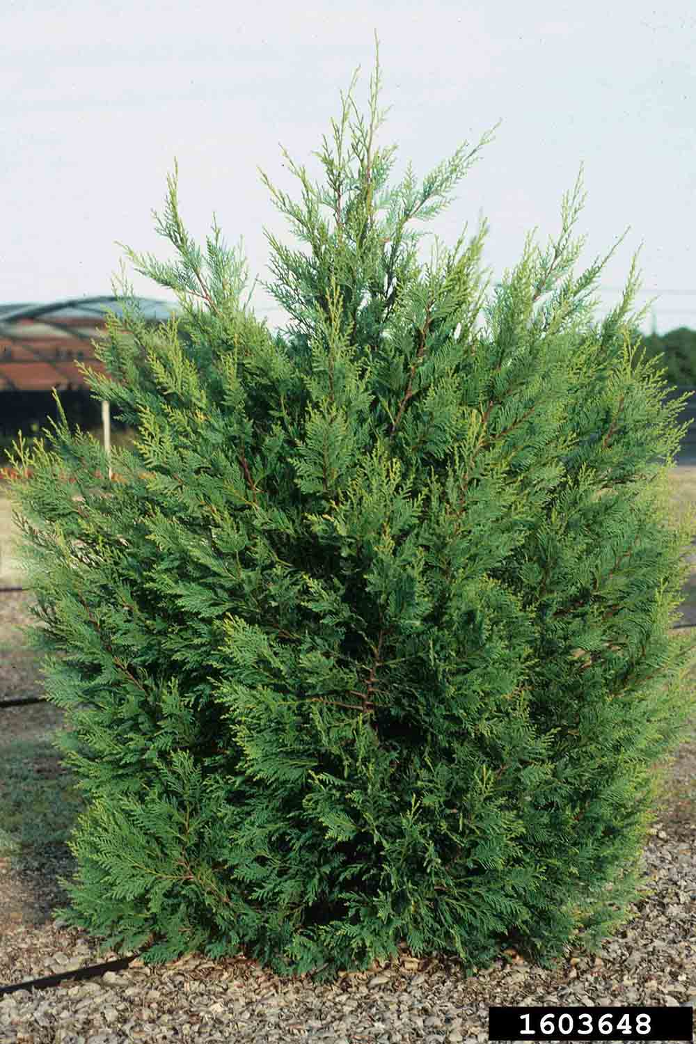 Leyland cypress tree