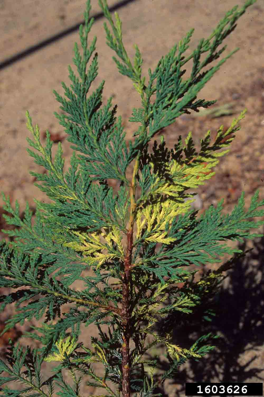 Leyland cypress variegated cultivar