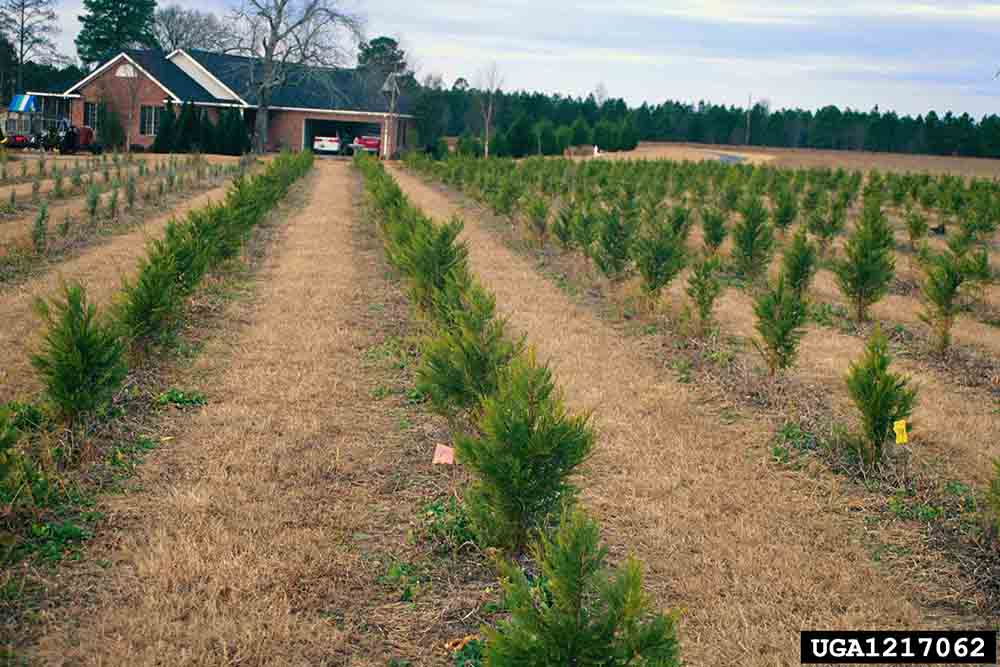 Leyland cypress tree farm