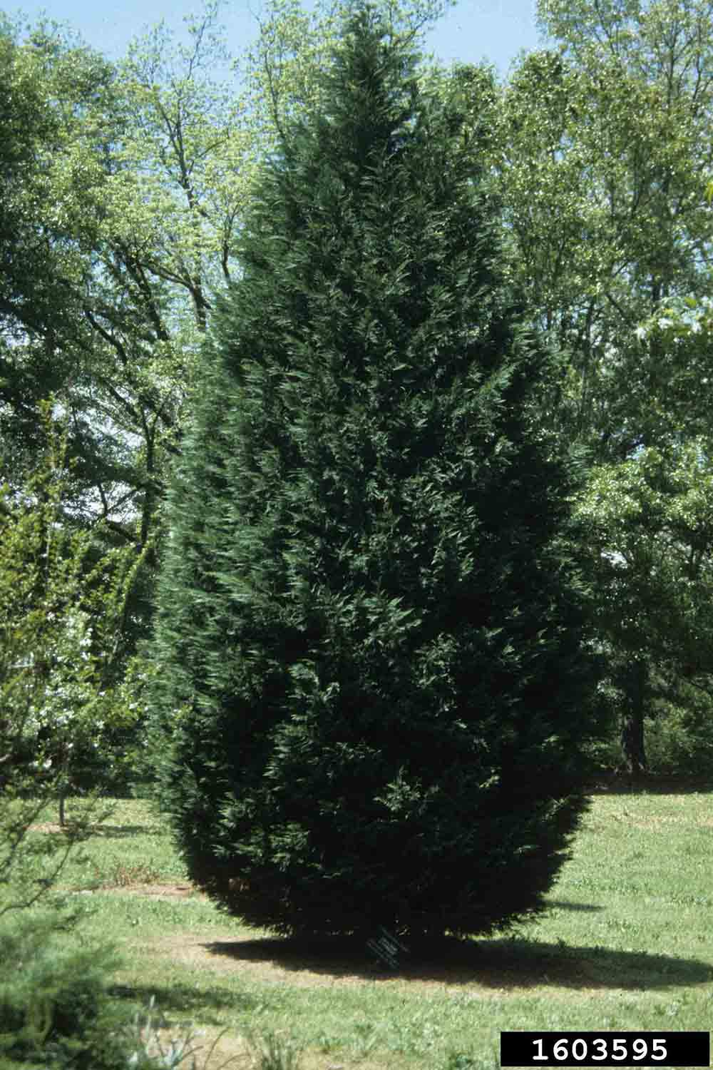 Leyland cypress tree