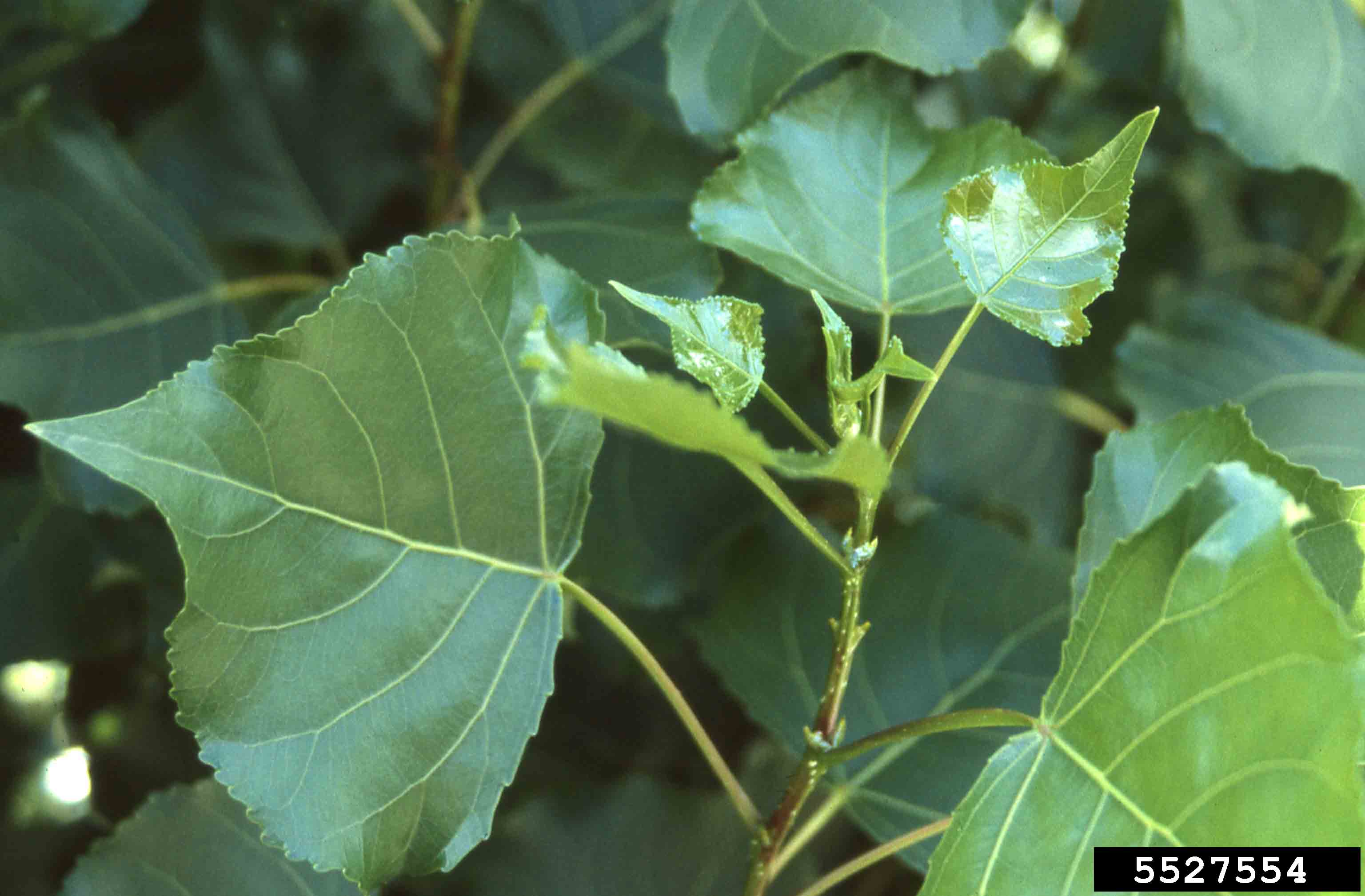 Lombardy poplar foliage