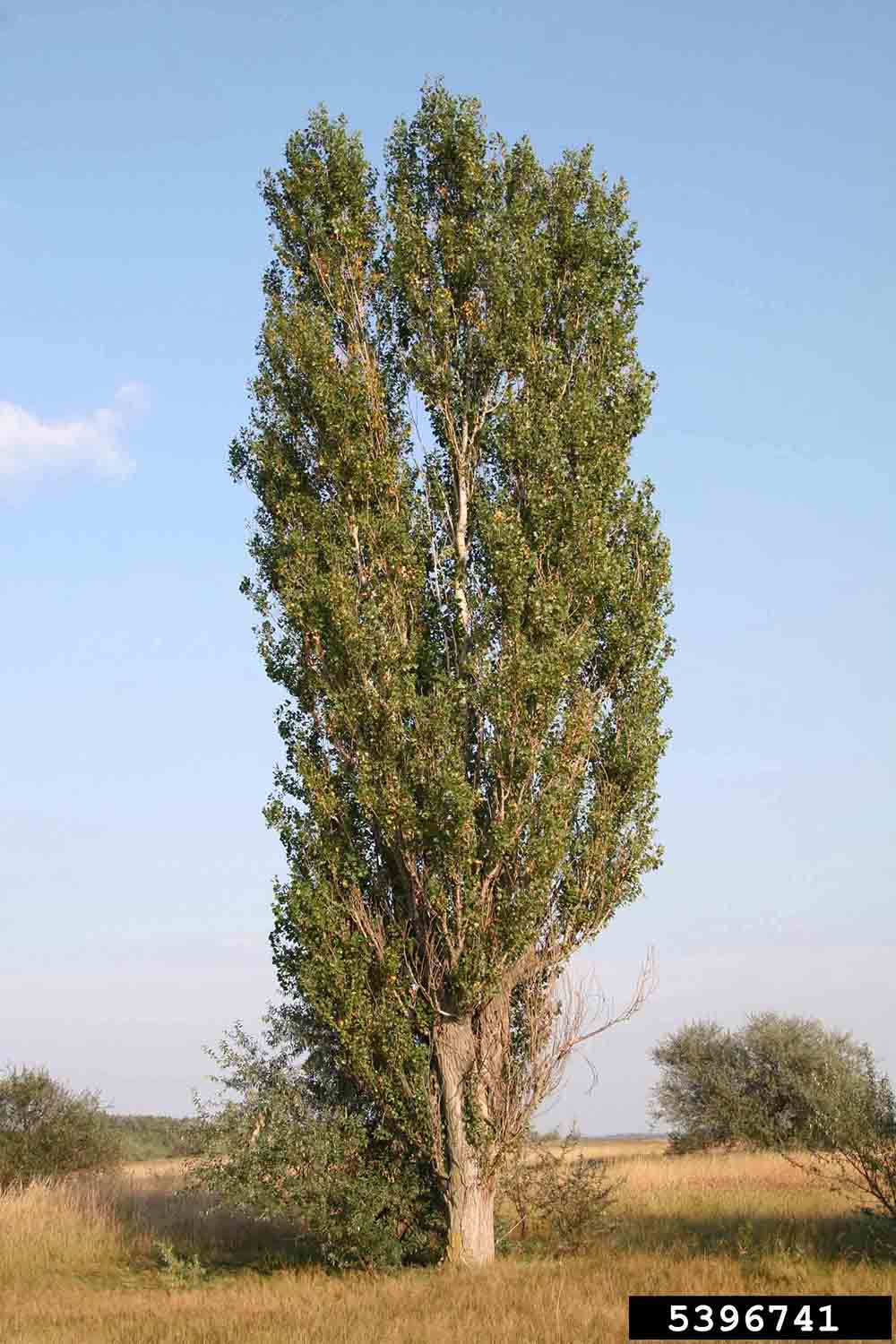Arkansas Tree Database Lombardy Poplar