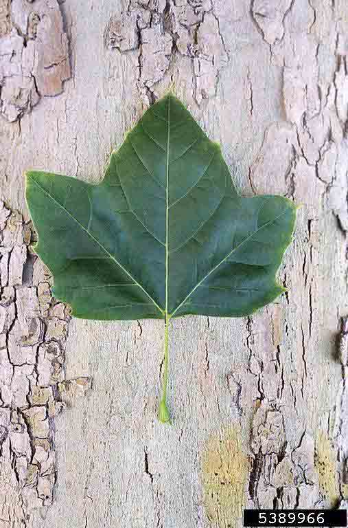London planetree leaf on bark of trunk