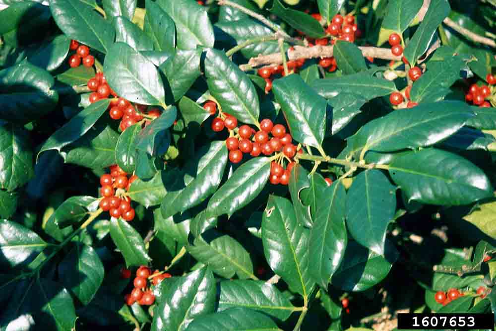 Nellie R. Stevens holly foliage with fruit