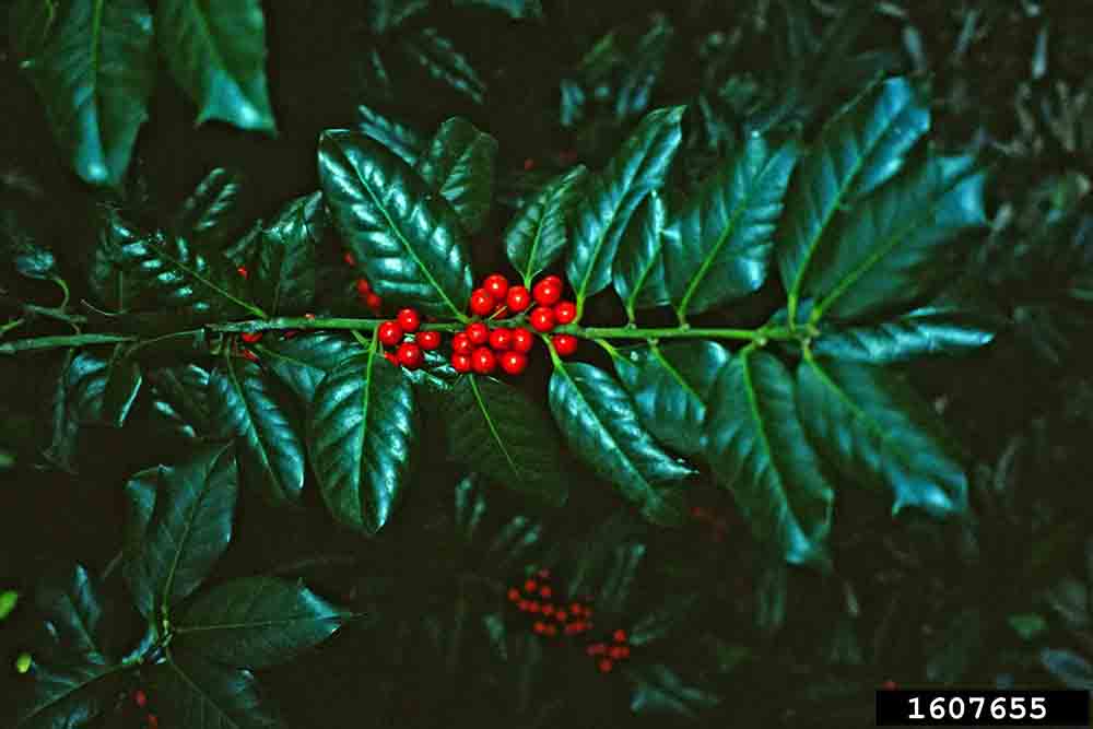 Nellie R. Stevens holly foliage with fruit