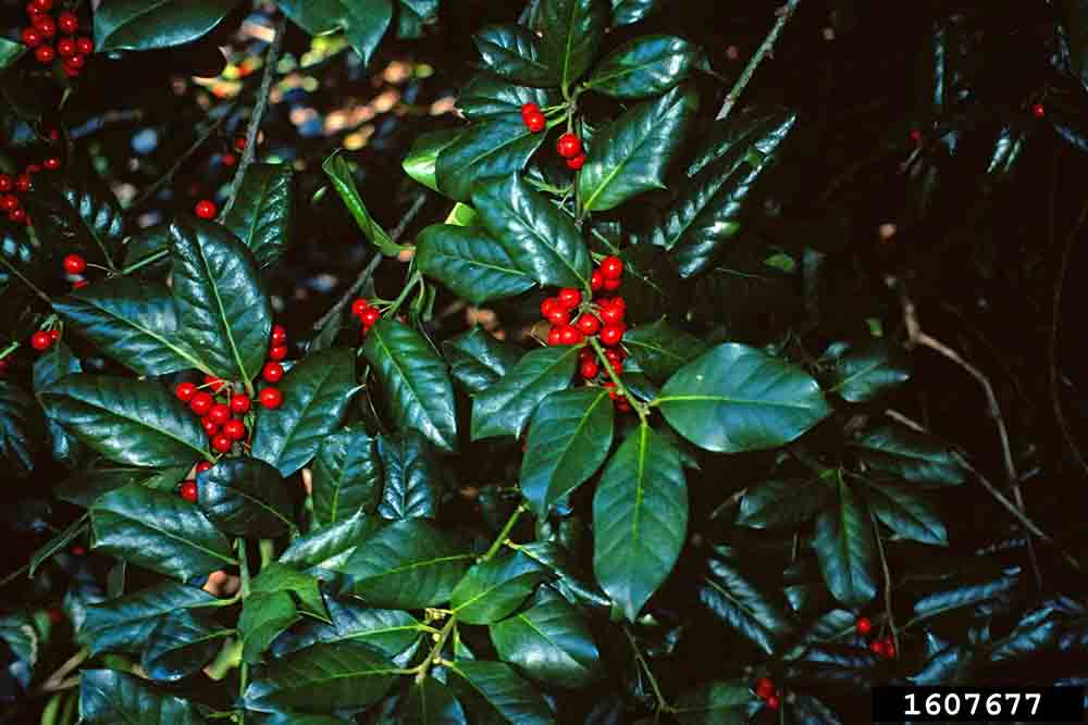Nellie R. Stevens holly foliage with fruit