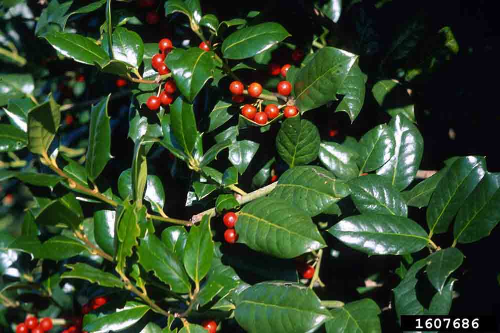 Nellie R. Stevens holly foliage with fruit