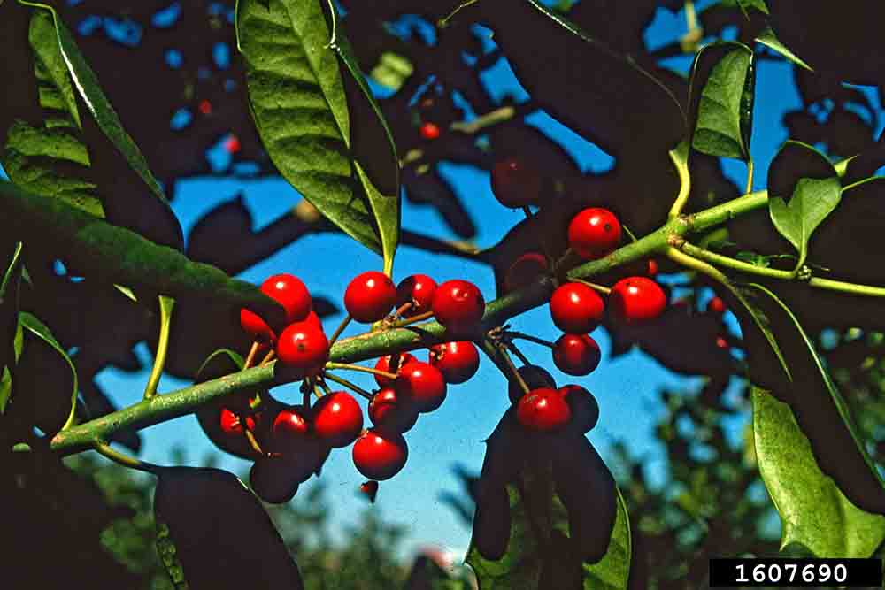 Nellie R. Stevens holly fruit
