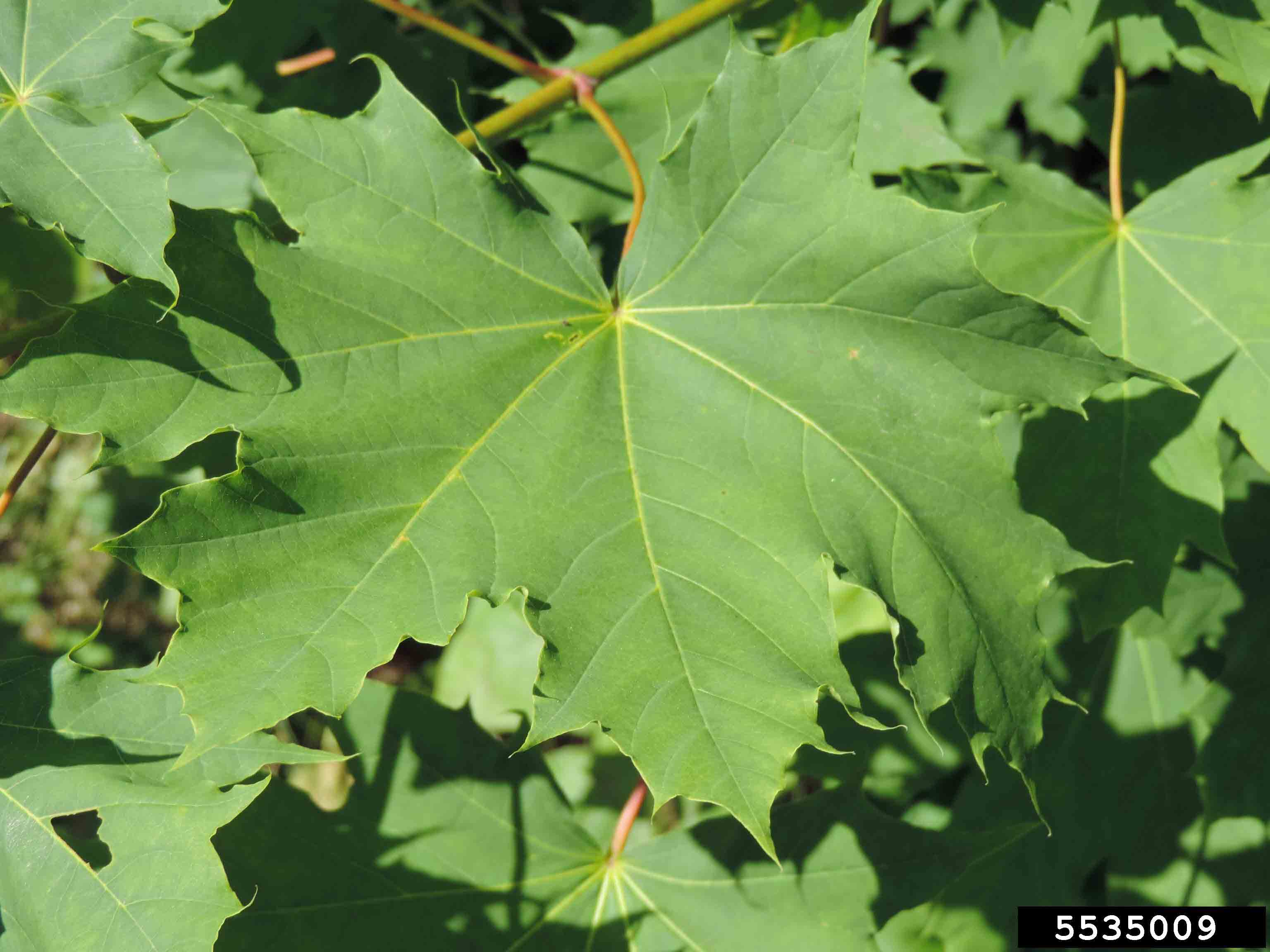 Norway maple leaf, upper side, 4"-7" across